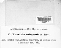 Puccinia tuberculata image